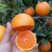九月红脐橙大量上市脐橙产地直供现摘现发品质保证诚信经营