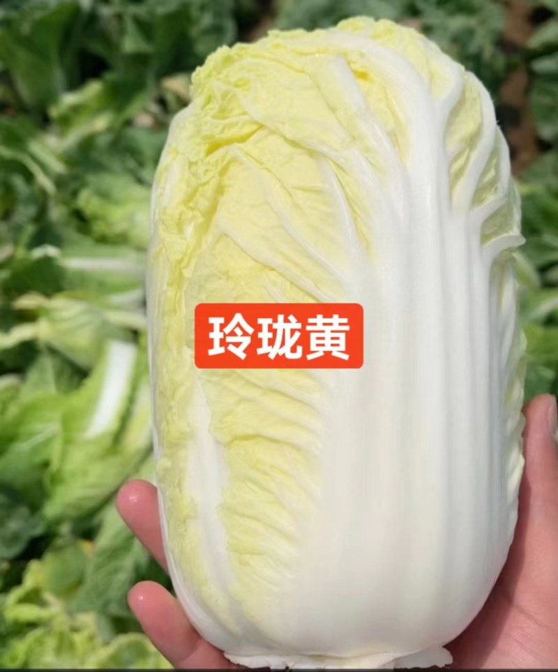 湖北娃娃菜，小娃娃菜，大娃娃菜，产区直发全国