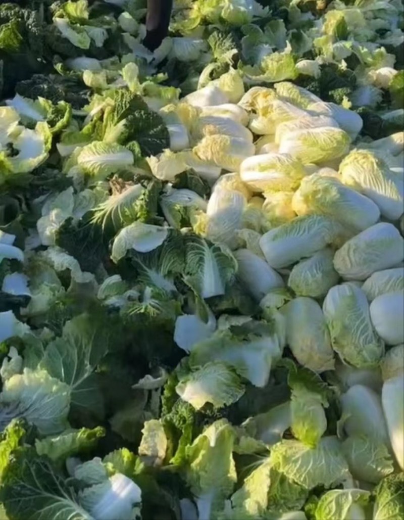 湖北娃娃菜，小娃娃菜，大娃娃菜，产区直发全国
