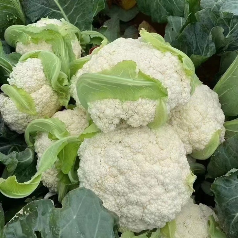 【推荐】紧花松花菜全国代发菜价实时更新对接商超