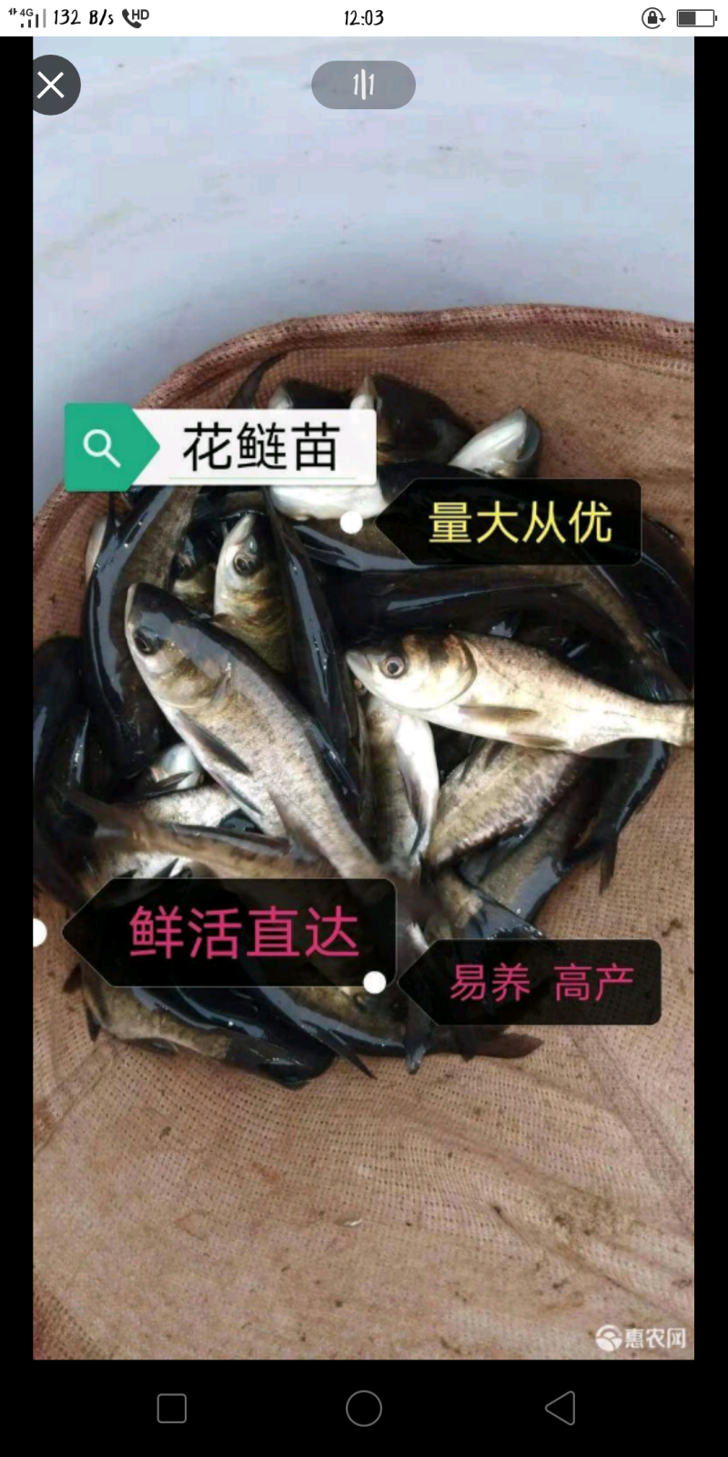 花鲢鱼苗长期出售各类鱼苗品种齐全欢迎云贵川客户选购