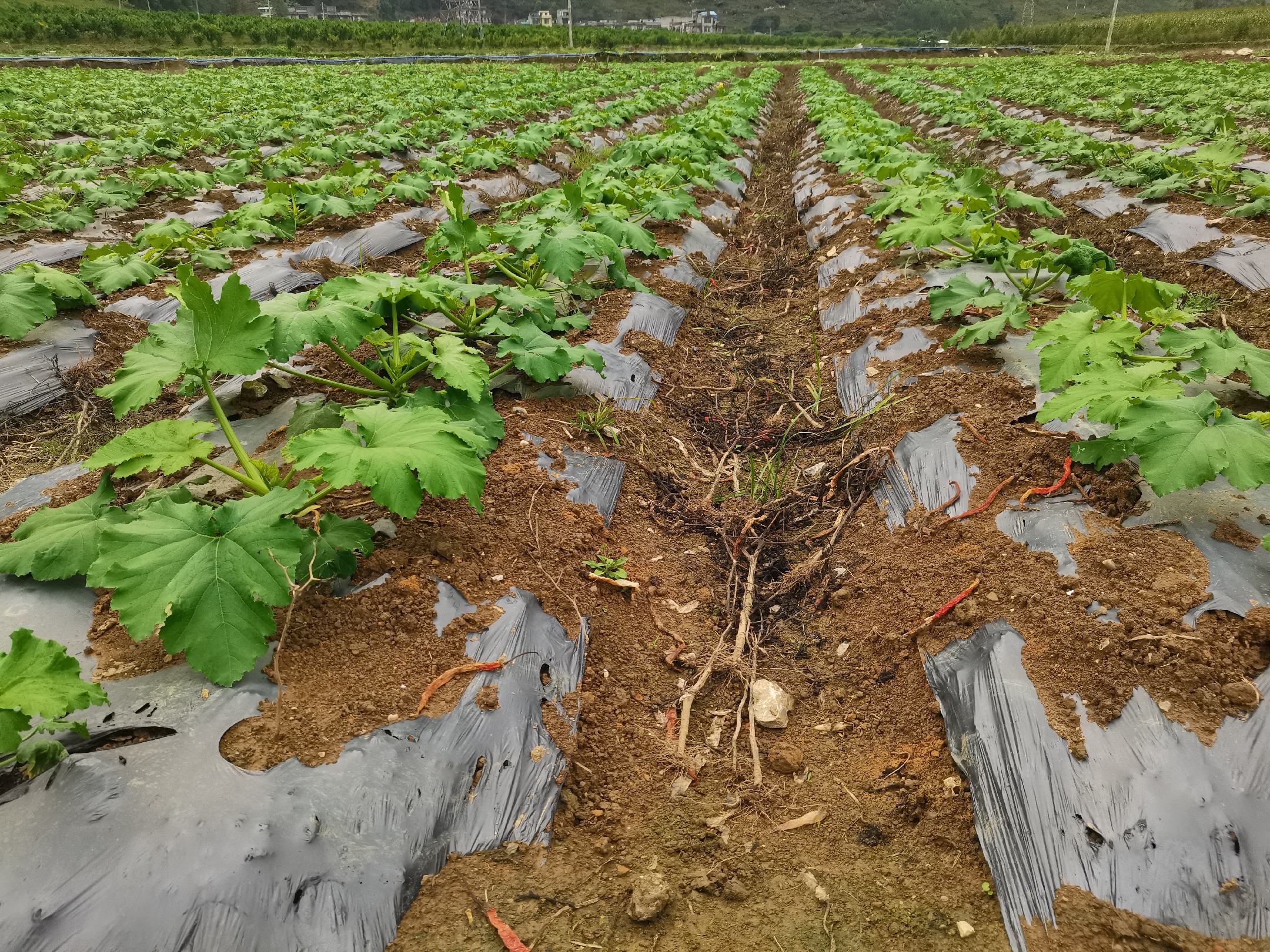 西葫芦春季播种地膜覆盖操作