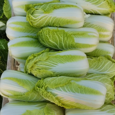 自产自销精品大小娃娃菜大量有货中…有需要联系…价位美丽…