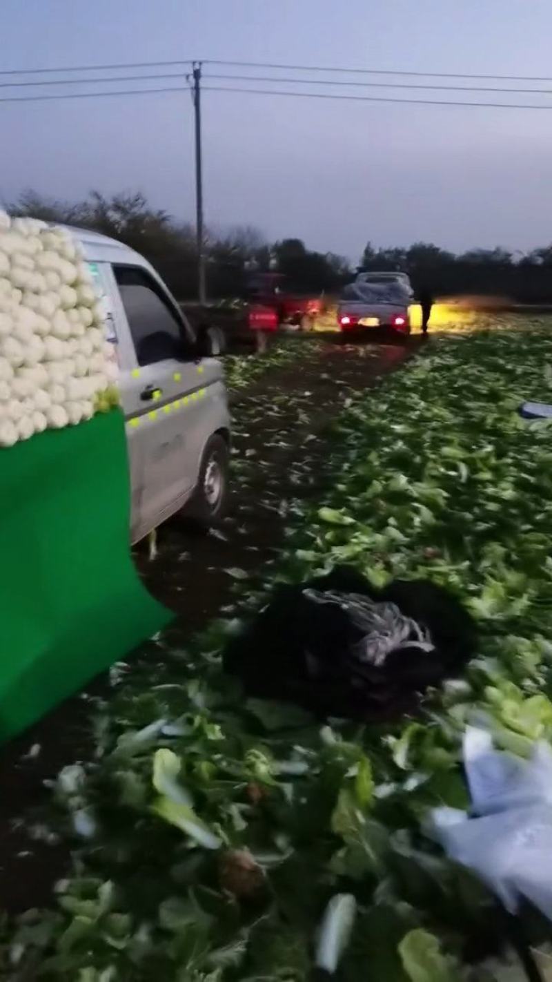 自产自销精品大小娃娃菜大量有货中…有需要联系…价位美丽…