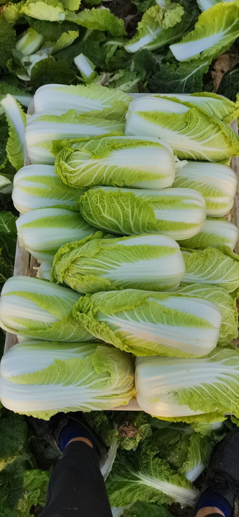 自产自销精品大小娃娃菜大量有货中…有需要联系…价位美丽…