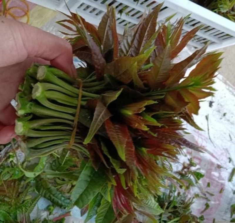 精品红香椿芽，产地直销，直发全国！各种规格都有。
