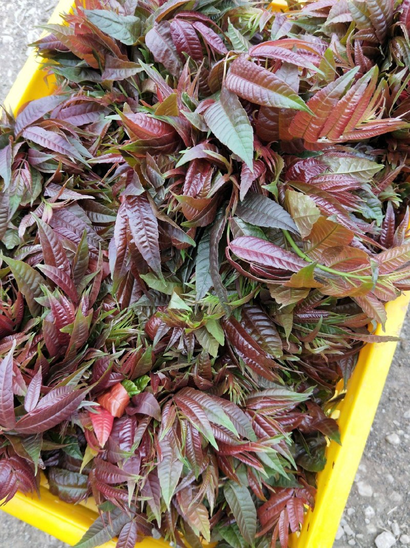 精品红香椿芽，产地直销，直发全国！各种规格都有。