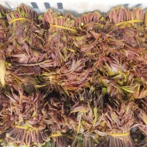 精品红香椿芽，产地直销，直发全国！各种规格都有。
