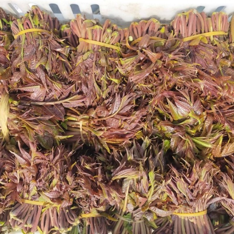 精品红香椿芽，产地直销，直发全国！各种规格都有。