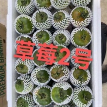 【精品】草莓番茄，产地一手货源，价格，欢迎来电洽谈