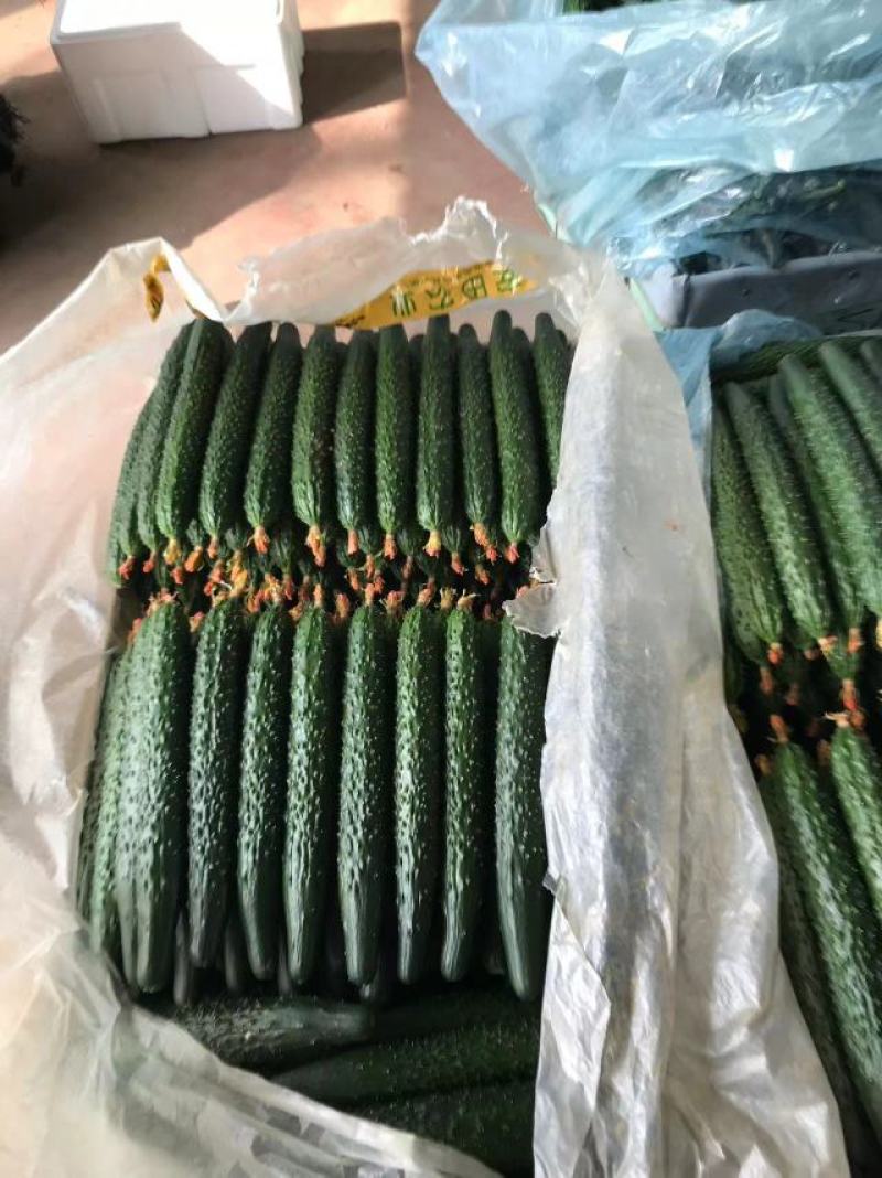 精品黄瓜密刺黄瓜大量上市基地直发品质保证对接全国