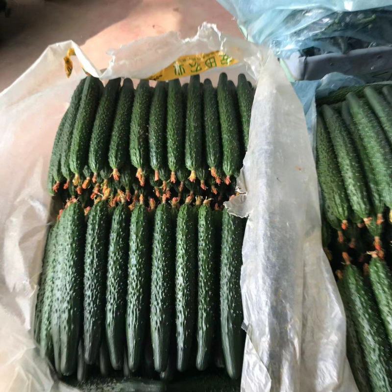 精品黄瓜密刺黄瓜大量上市基地直发品质保证对接全国