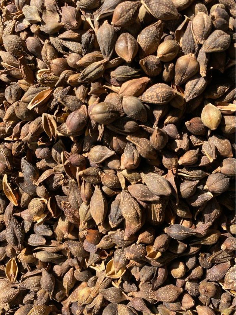 【包邮】正宗连翘中药材连翘批发预防药材连翘高含量品质保证