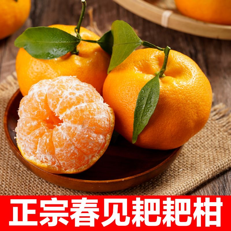 四川2024年春见耙耙柑一件代发对接各大电商网红直播渠道