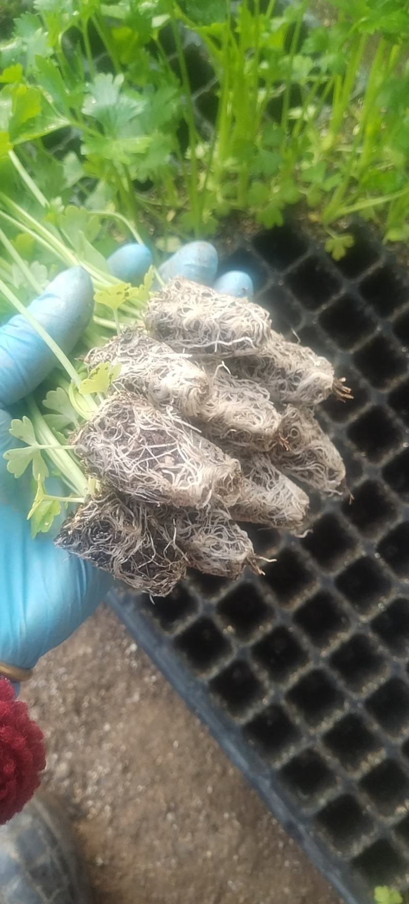穴盘芹菜苗长势好成活率高苗齐苗壮质量很好价格不高