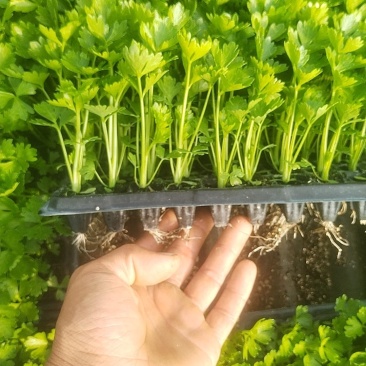 穴盘芹菜苗长势好成活率高苗齐苗壮质量很好价格不高