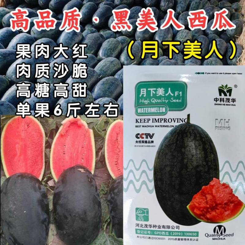 黑美人西瓜种子月下美人早熟礼品黑皮西瓜种籽沙红瓤懒汉水果