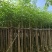 红花风铃木5至15分广东普宁基地直销