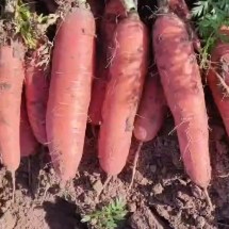 大量批发小燕鼎红萝卜，质量好，价格低，品种纯正。
