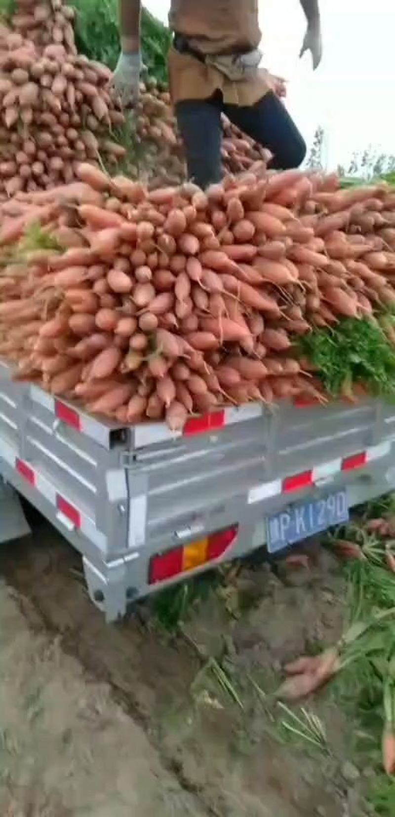 大量批发小燕鼎红萝卜，质量好，价格低，品种纯正。