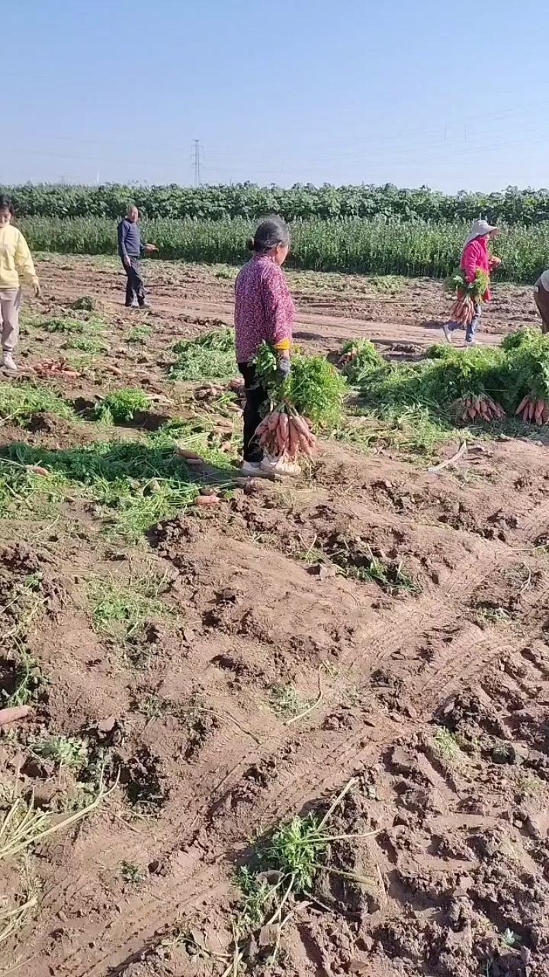 大量批发小燕鼎红萝卜，质量好，价格低，品种纯正。