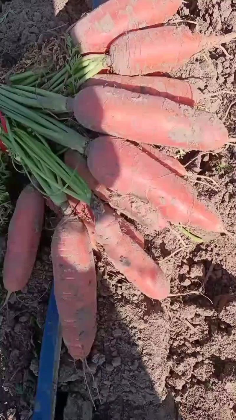 大量批发小燕鼎红萝卜，质量好，价格低，品种纯正。