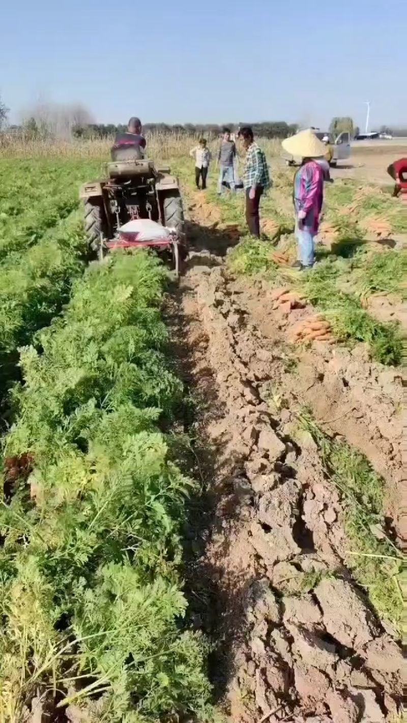大量批发小燕鼎红萝卜，质量好，价格低，品种纯正。