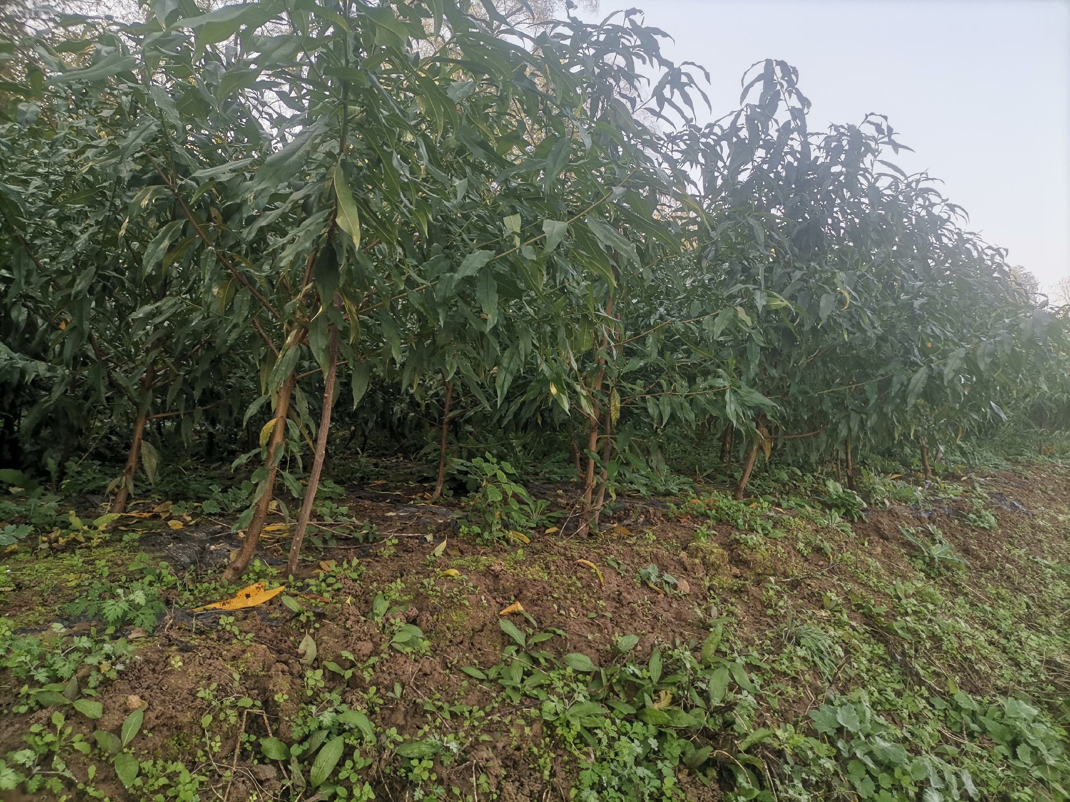 中国桃树生态适宜性分区图局部放大,重点标注早金霞油蟠桃Ⅰ类适宜区(深绿色)、Ⅱ类次适宜区(浅绿色)及禁种区(红色斜线),含经纬度网格与典型城市坐标点 早金霞油蟠桃生态适宜性分区示意图