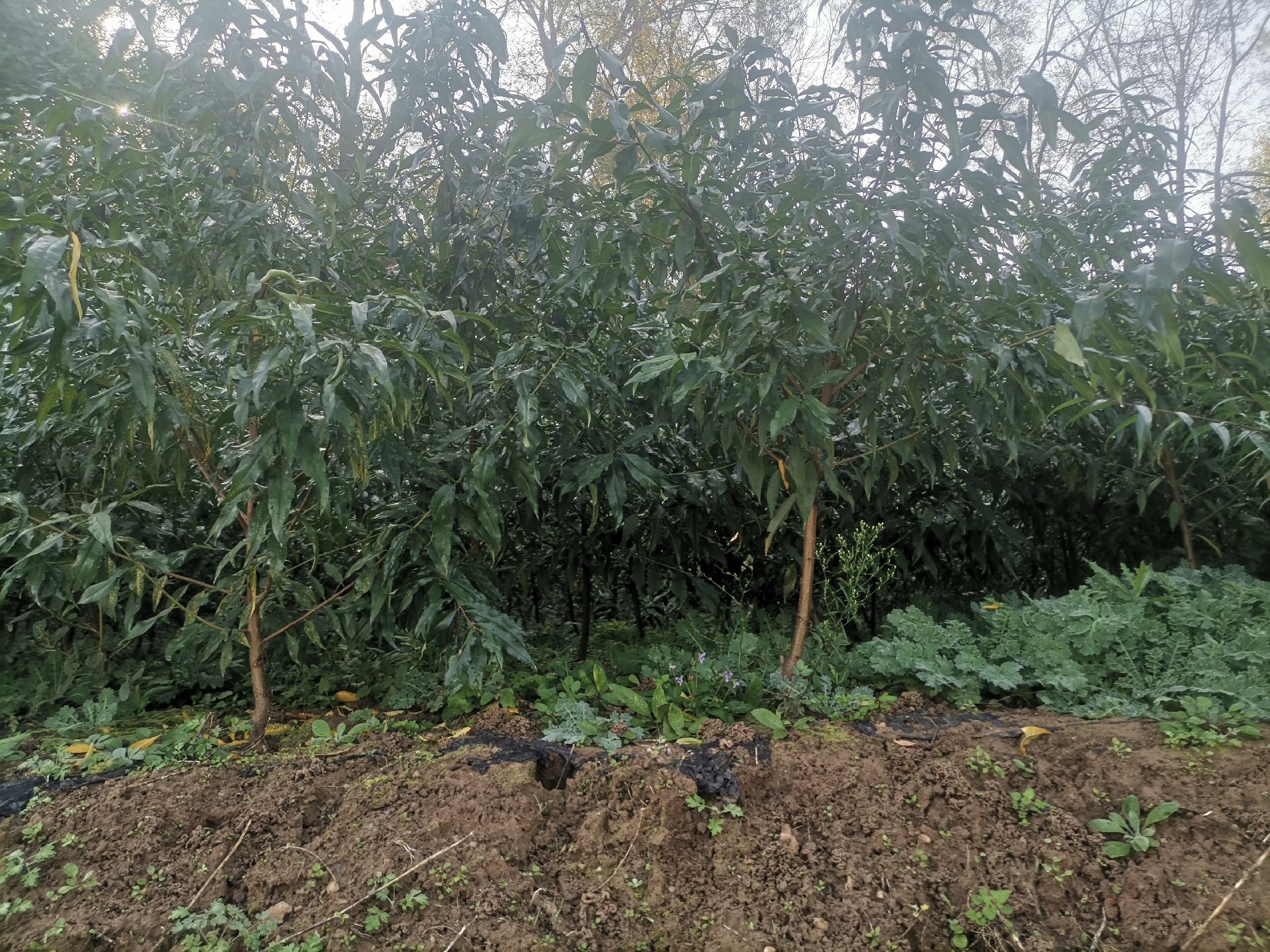 现代化果园中的金霞油蟠种植场景