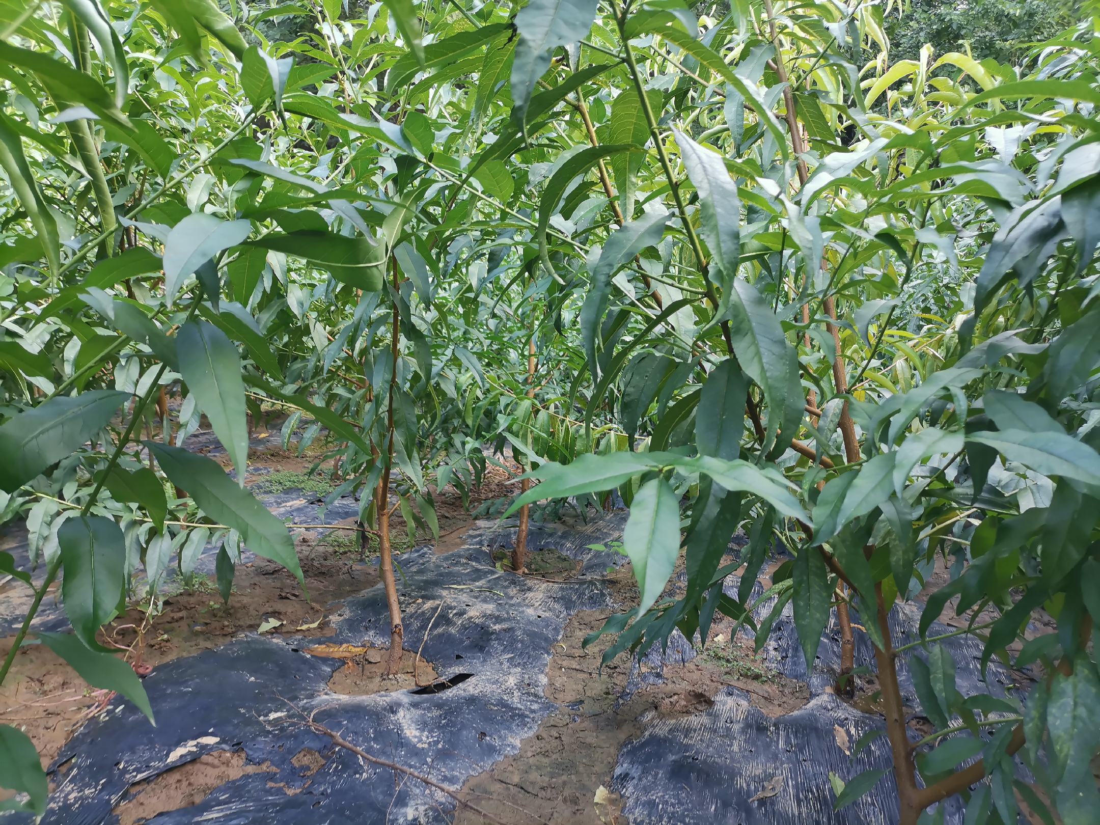 早金霞油蟠桃果园在不同地区的种植对比图