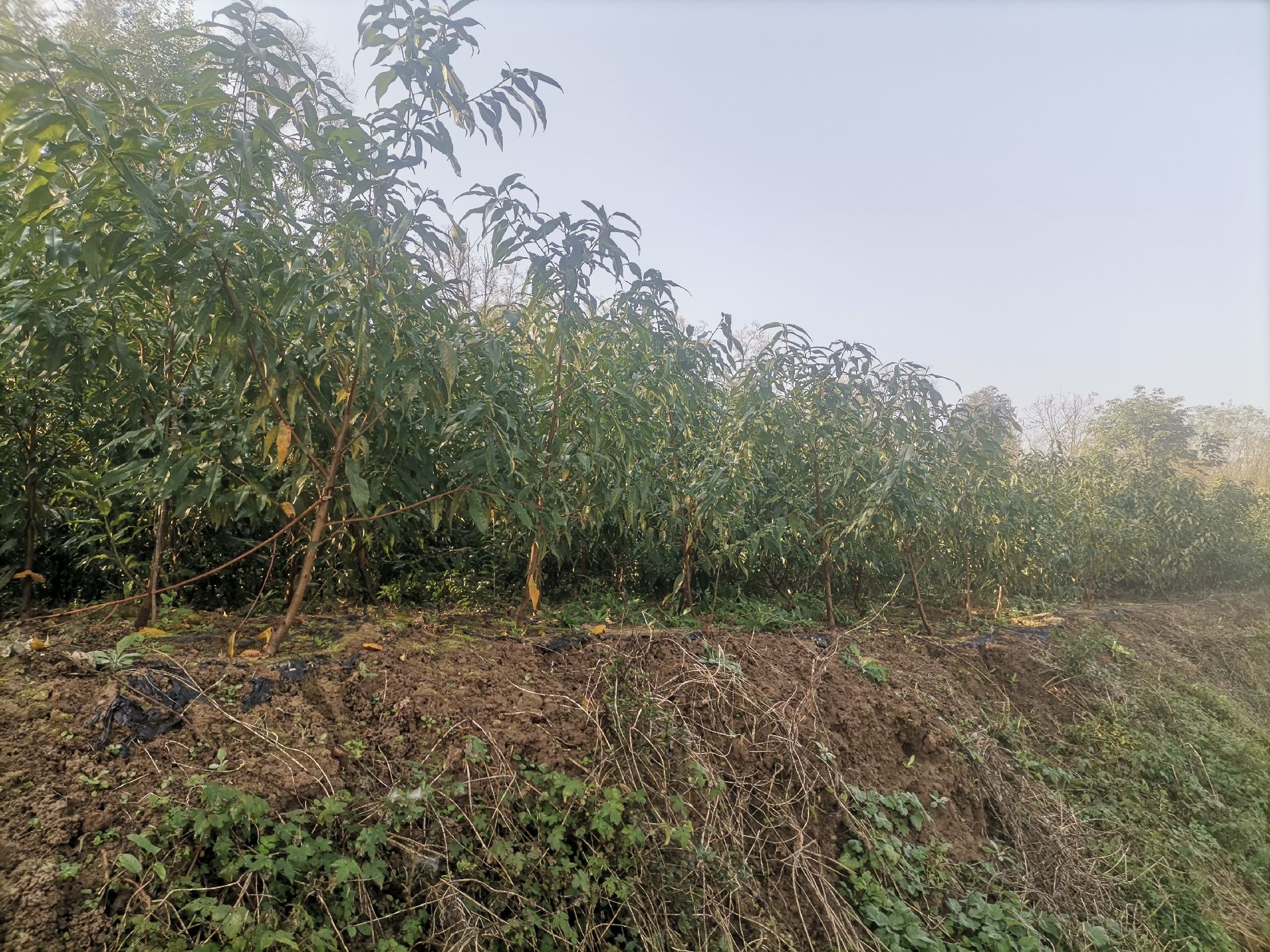 大荔县油蟠桃种植基地航拍图,展示连片果园和标准化管理 大荔县油蟠桃果园航拍图