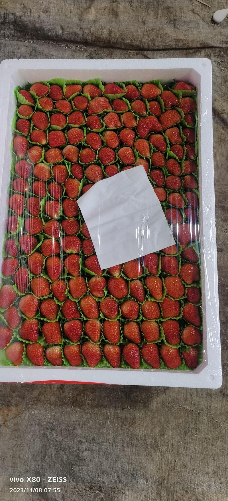 江苏省徐州市邳州市万亩草莓基地妙香奶牛草莓