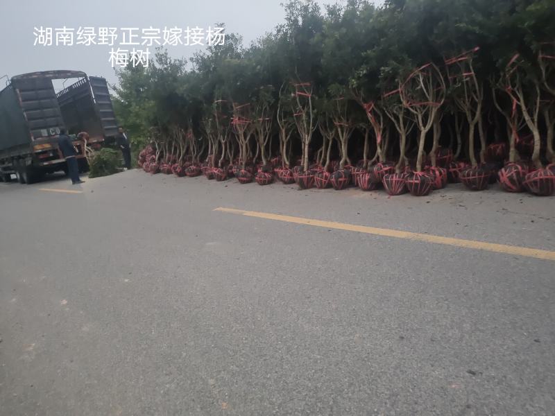 杨梅树亏本处正宗嫁接4-5-6公分带土球现挖现卖优质种苗