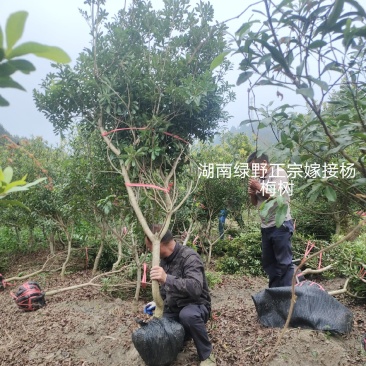 杨梅树亏本处正宗嫁接4-5-6公分带土球现挖现卖优质种苗