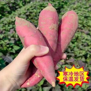 山东红薯/烟薯25/西瓜红/济薯26/产地发货/欢迎来电