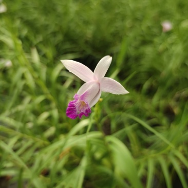 2311花圃基地批发供应竹叶兰盆栽花卉绿植