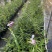 2311花圃基地批发供应竹叶兰盆栽花卉绿植