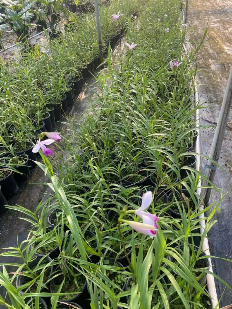 2311花圃基地批发供应竹叶兰盆栽花卉绿植