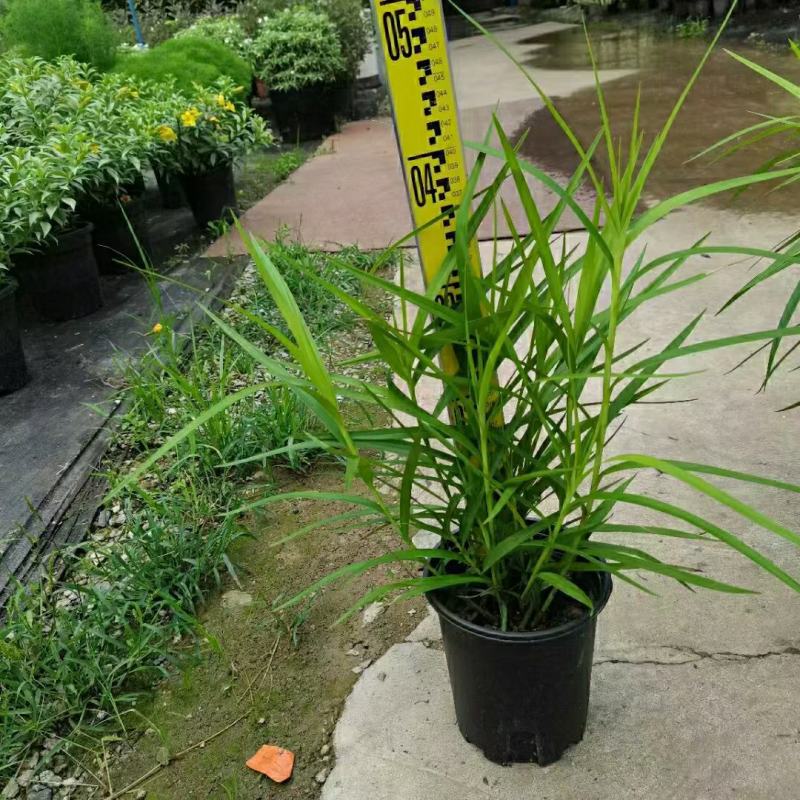 2311花圃基地批发供应竹叶兰盆栽花卉绿植