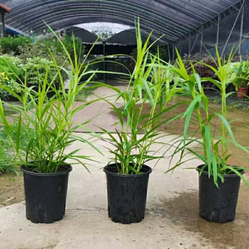 2311花圃基地批发供应竹叶兰盆栽花卉绿植