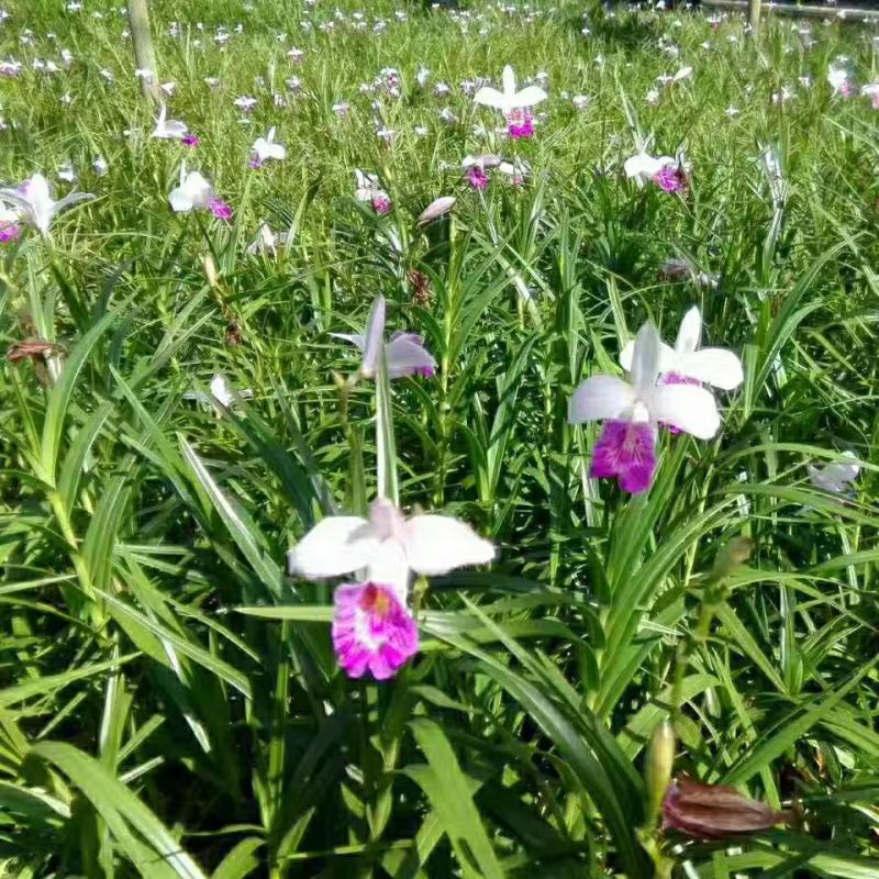 2311花圃基地批发供应竹叶兰盆栽花卉绿植