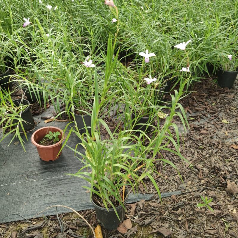 2311花圃基地批发供应竹叶兰盆栽花卉绿植