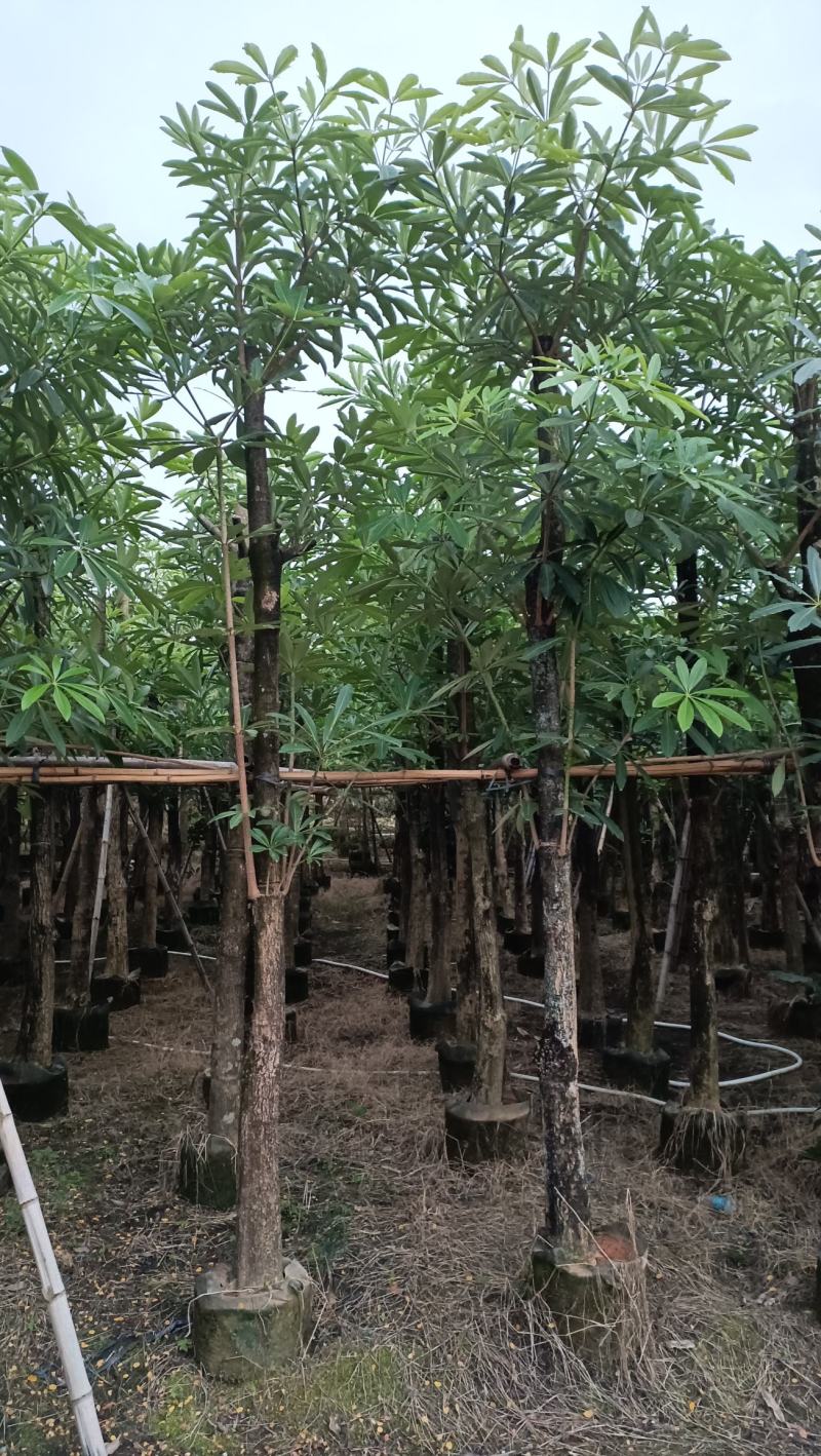 5-15分灯台树vs盆架子