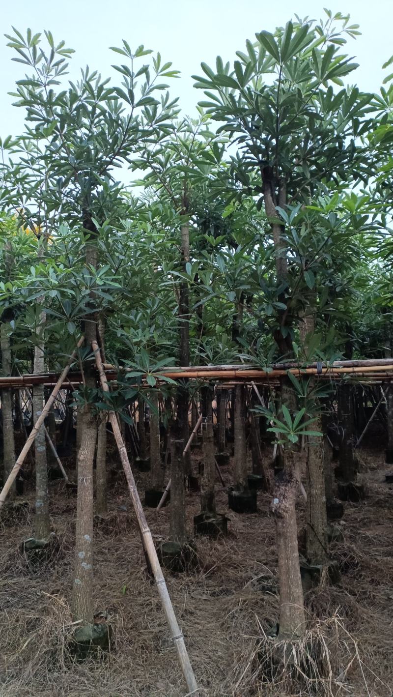 5-15分灯台树vs盆架子