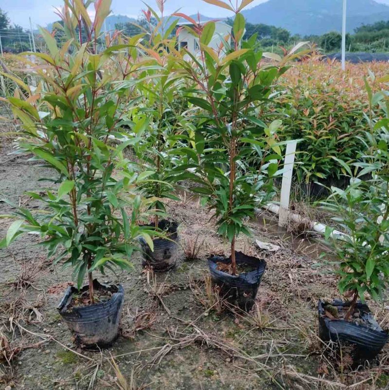红车苗七斤袋30一40高广东普宁基地直供