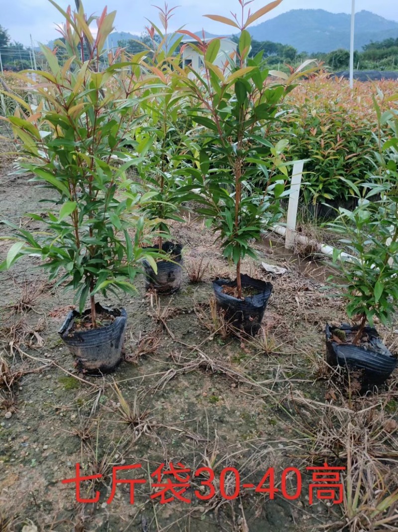 红车苗七斤袋30一40高广东普宁基地直供