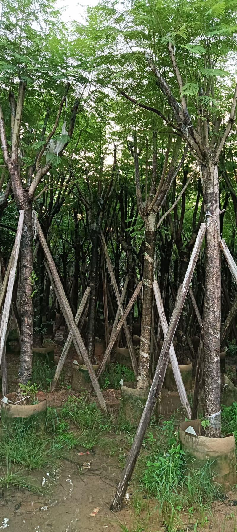 蓝花楹10至18公分广东普宁基地直供
