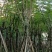 蓝花楹10至18公分广东普宁基地直供