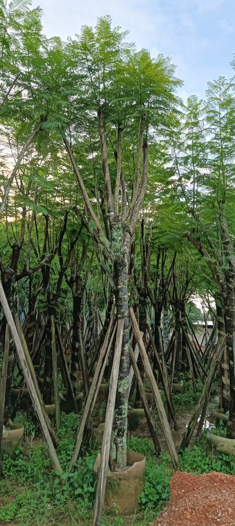 蓝花楹10至18公分广东普宁基地直供
