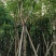 蓝花楹10至18公分广东普宁基地直供